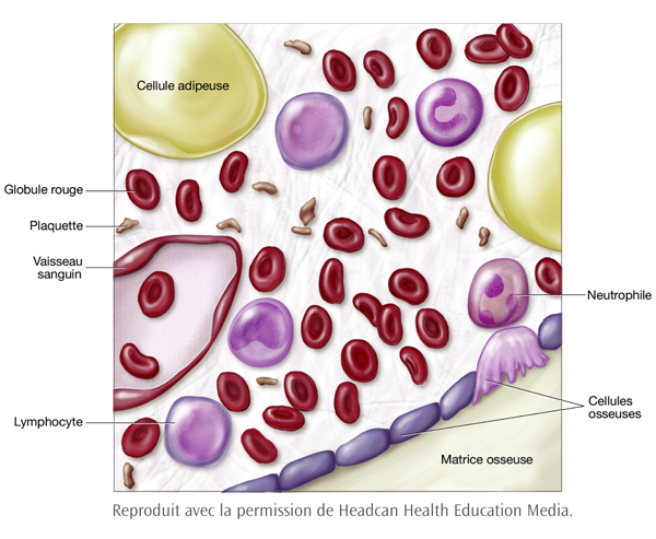 Les globules rouges, les globules blancs et les plaquettes. La moelle osseuse contient des cellules immatures qui deviennent trois types de cellules sanguines principales : les globules rouges, les globules blancs et les plaquettes.