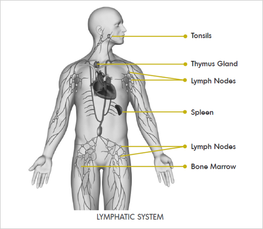 Lymphatic System lymphatic system